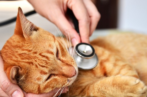 Services in Rochester Hills | North Hills Veterinary Hospital